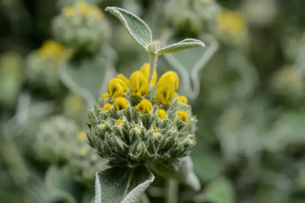 Phlomis fruticosa