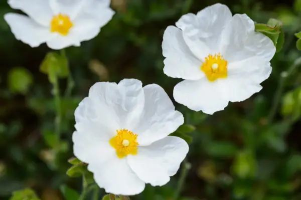 Cistus monspeliensis