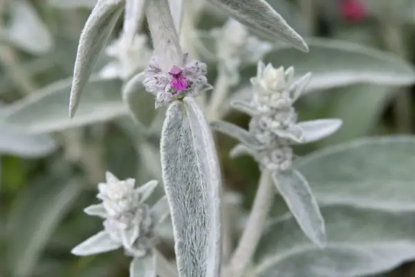 Stachys byzantina