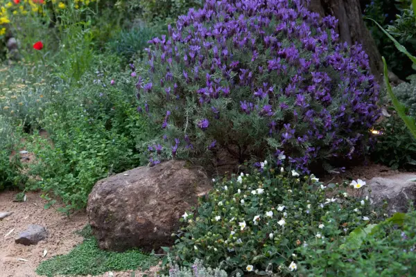 French lavender growing in a gravel garden