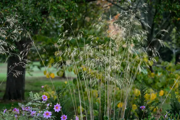 Stipa gigantea