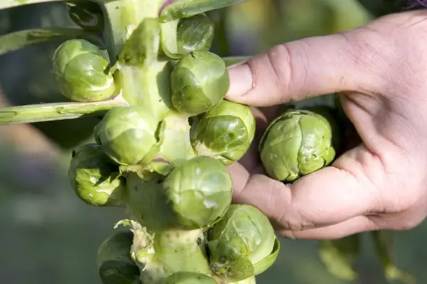 Brassica oleracea 'gemmifera'