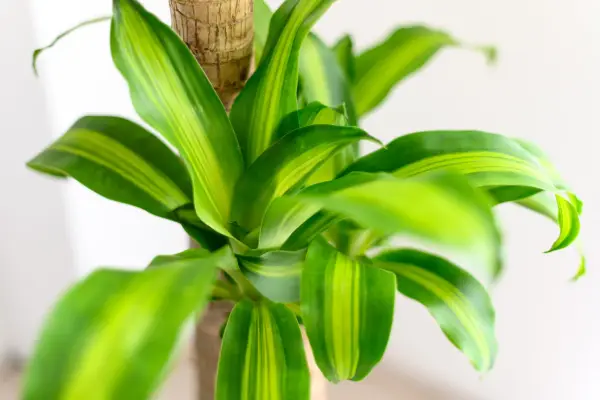 Dracaena fragrans. Getty Images