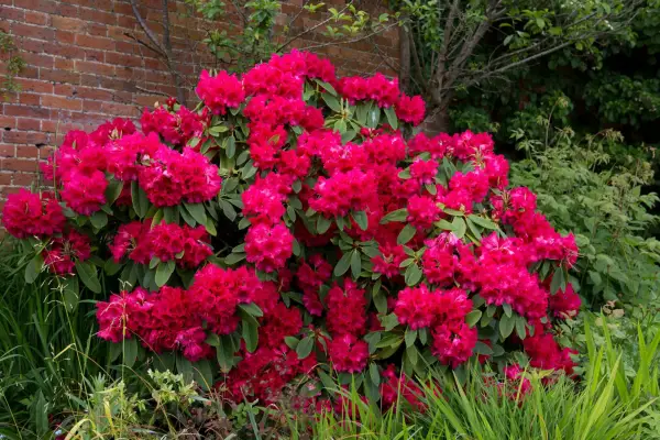 Rhododendron