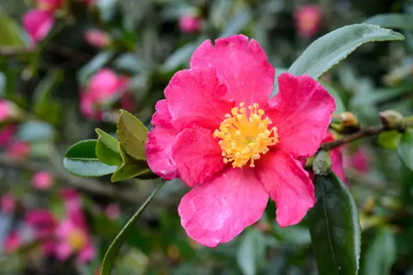 Camellia sasanqua 