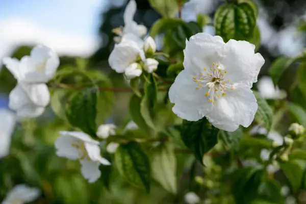 Philadelphus