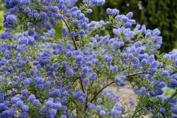 Ceanothus 