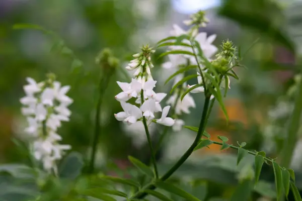 Galega Officinalis „Bílá pagoda“