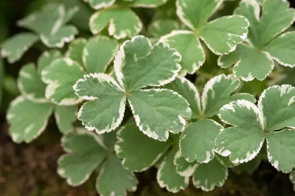 Hacquetia Epipactis 'Thor'