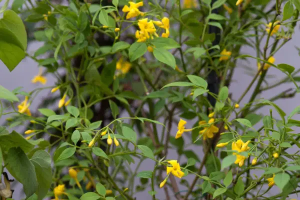 Jasminum basso arrotolato