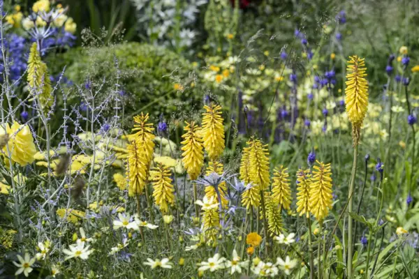Kniphofia 