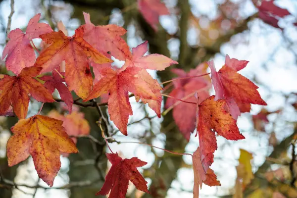 Liquidambar Styraciflua 'Burgundy'