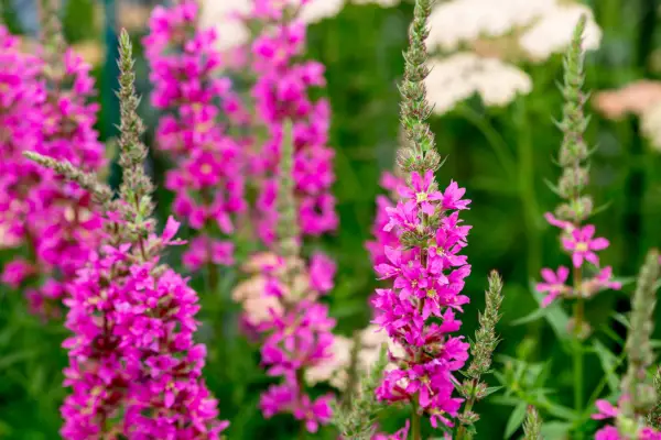 Lythrum salicaria 
