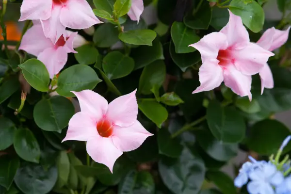Mandevilla 'Cream Pink'