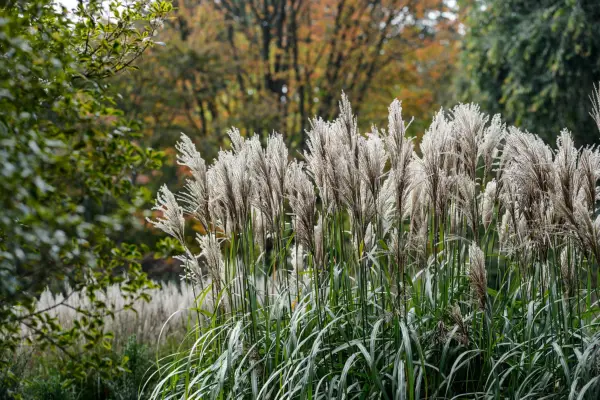 Miscanthus sinensis 'Malepartus'
