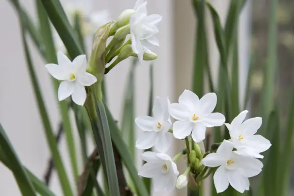 Narcissus papyraceus