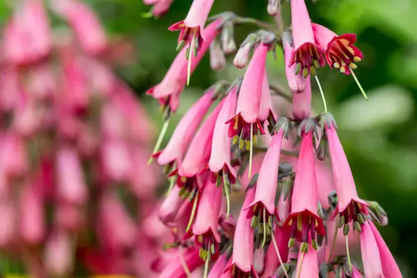 Phygelius 'Red Emperor'
