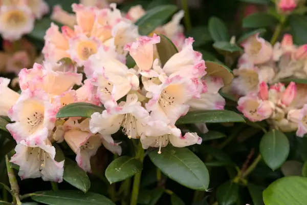 Rhododendron 'Frühlingssonnenschein'
