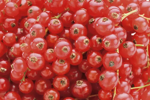 Ribes rubrum 'Jonkheer van tets'