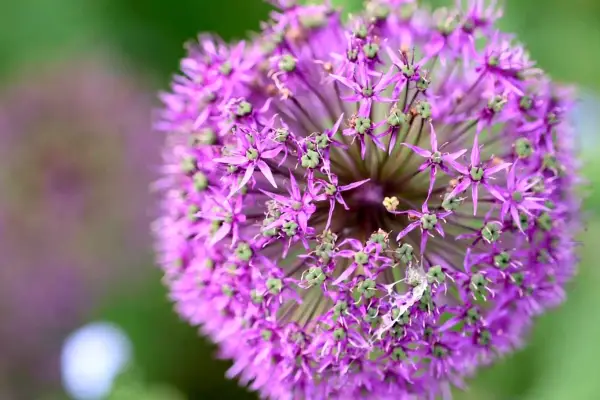 Pochopení cyklů života rostlin