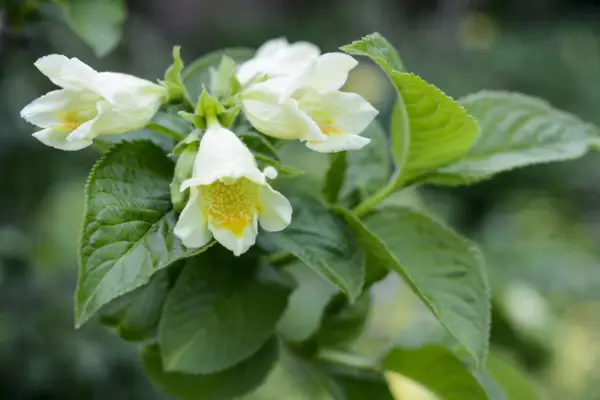 Weigela Middendorffiana