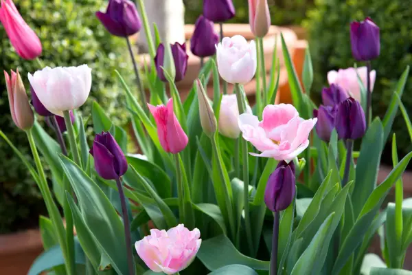 Tulip container display