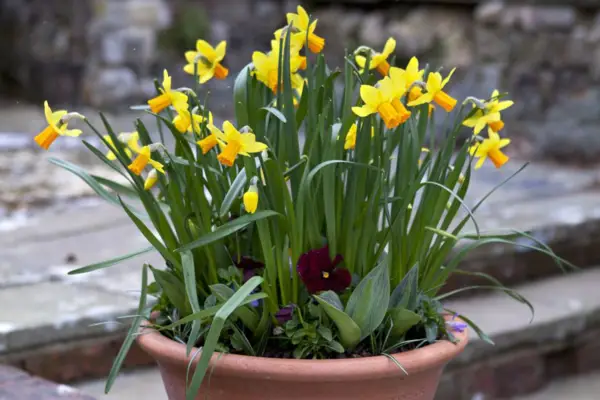 Daffodils and viola container