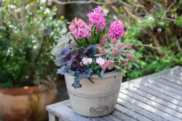Spring flowers - Hyacinths growing in a pot with heuchera