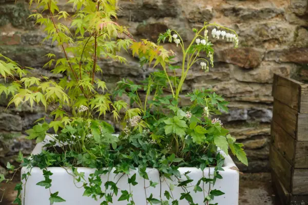 Acer and bleeding heart container