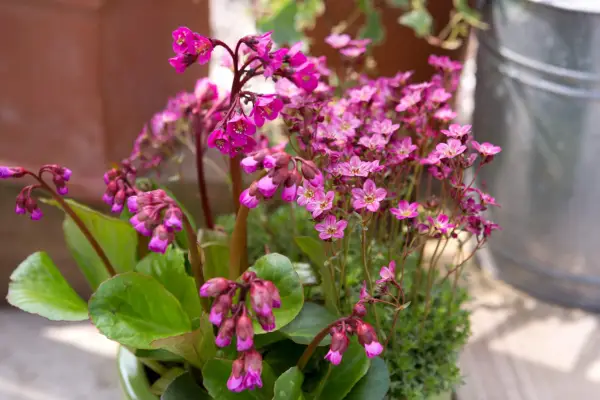 Bergenia and saxifrage