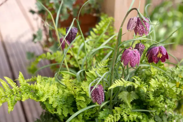 Fern and fritillary pot