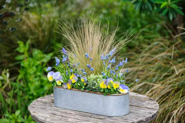 Stipa and muscari window box