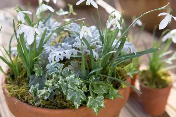 Snowdrop pots