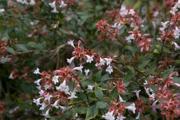 Abelia x Grandiflora