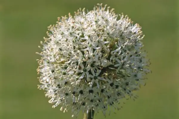 Allium 'Gigante Branco'