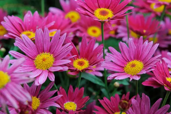 Argyranthemum 'meteor červená'