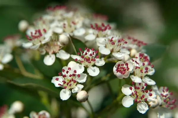 Aronia melanocarpa magia autunnale