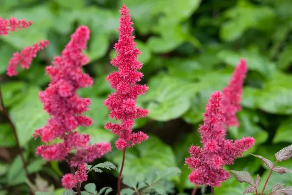 Astilbe x arendsii 'spinell'
