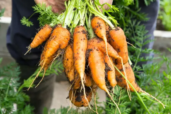 Ducus ducus 'nantes 2'