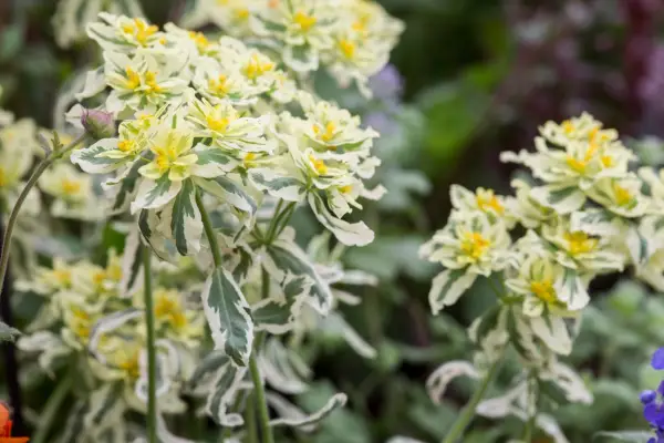 Euphorbia epithymoides 'Erstes Erröten'