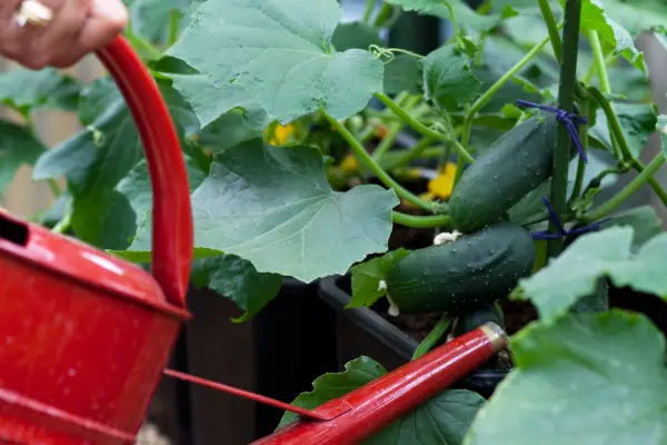 Watering cucumbers