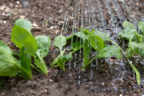 Watering spinach