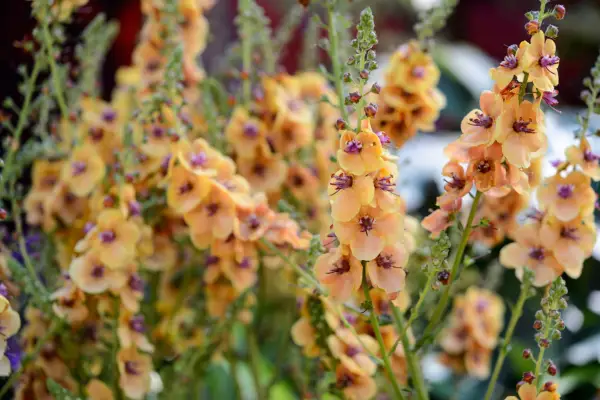 Verbascum
