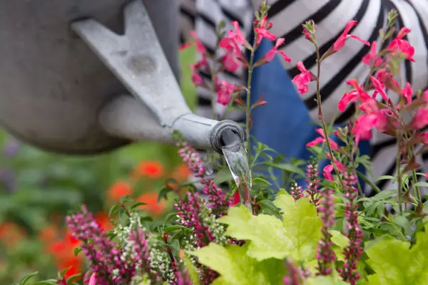 Watering a mixed container with a watering can