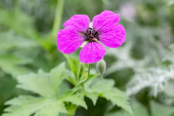 Geranium psilostemon