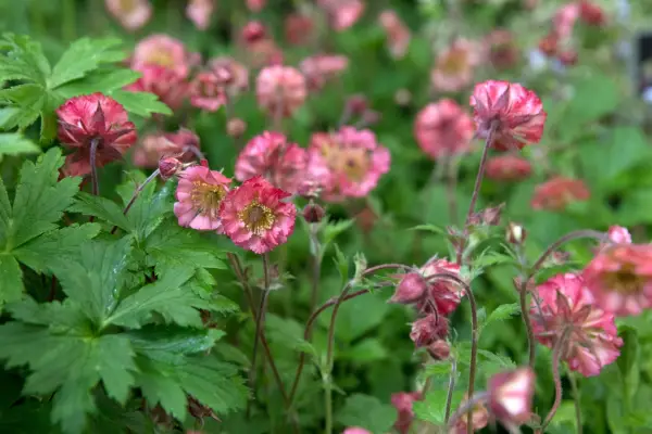 Geum 'Bell Bank'