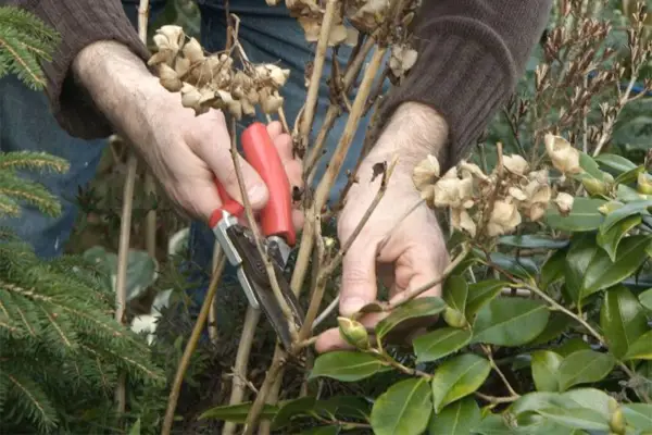 How to prune hydrangeas in spring – pruning old hydrangea stems