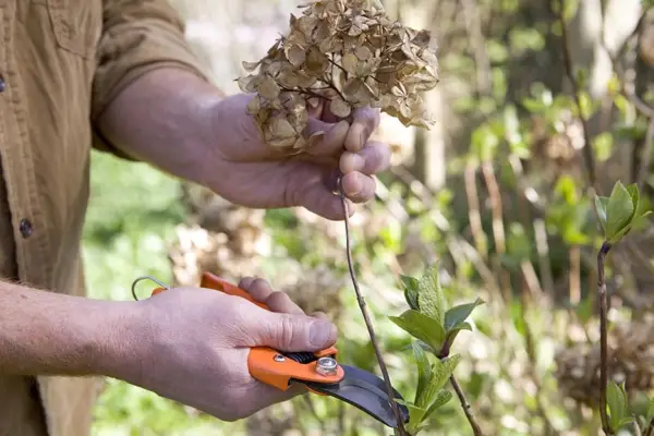 How prune a hydrangea in spring – removing dead flowerheads