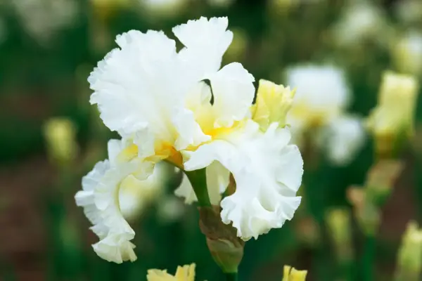 Iris 'Elizabeth Poldark'