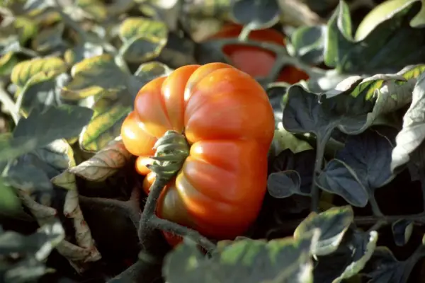 Lycopersicon esculentum „marmande”
